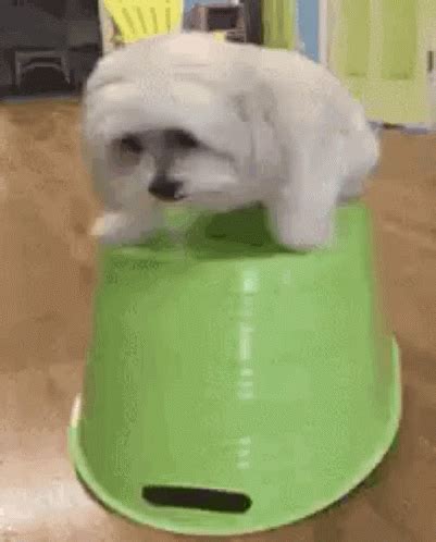 Dog Shake GIFs